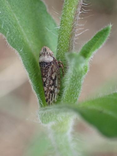 Aphrodes sp.